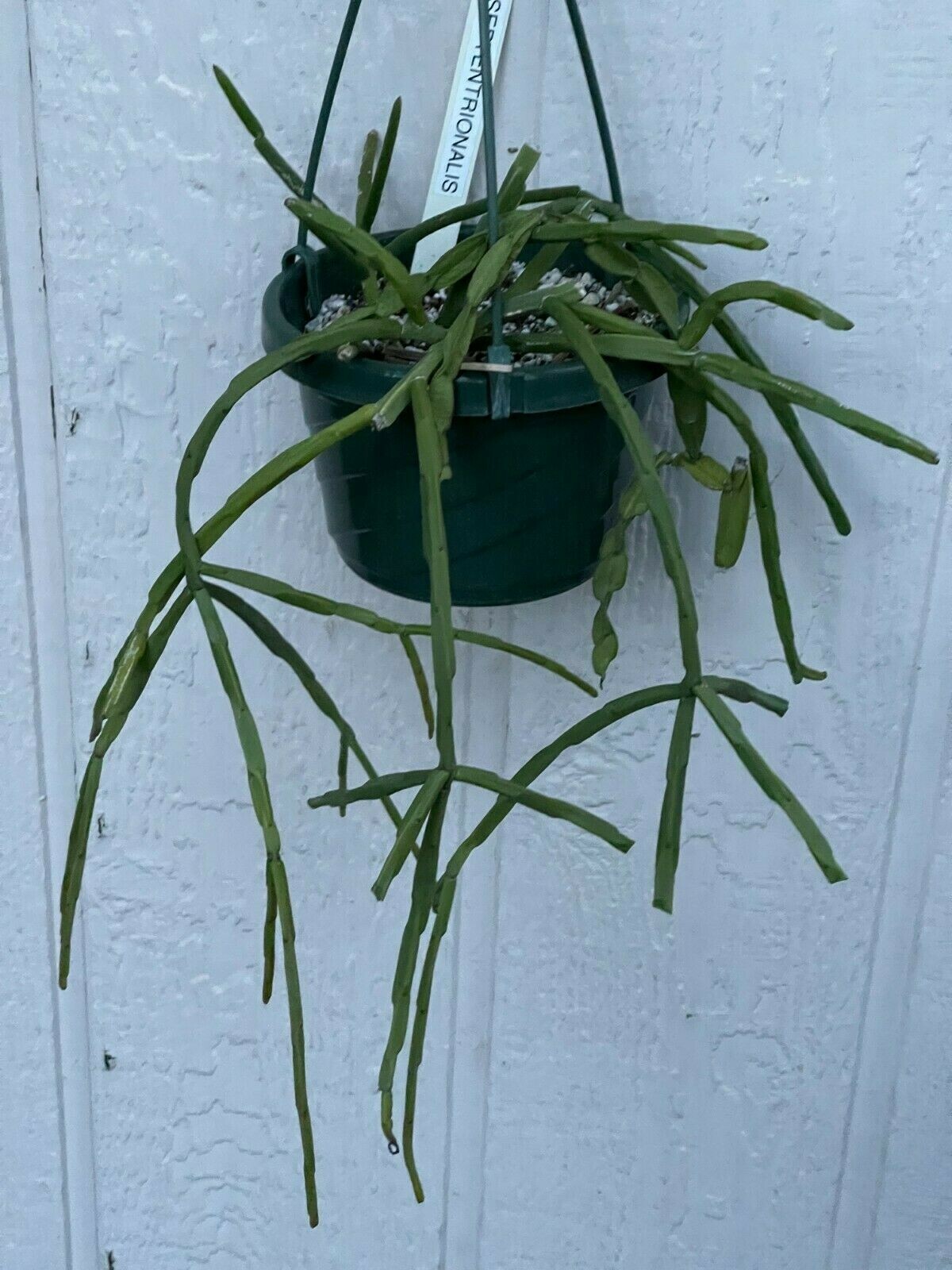 Rhipsalis paradoxa ssp. septentrionalis. (pickle cactus) FULL 8″ POT