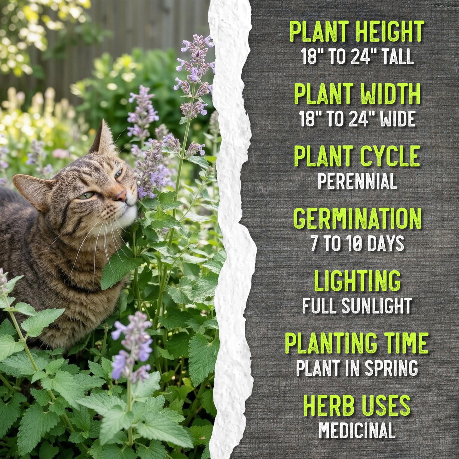 Catnip Seeds for Planting – Non-GMO Heirloom Herb Seed for Home Garden (5 Packs)