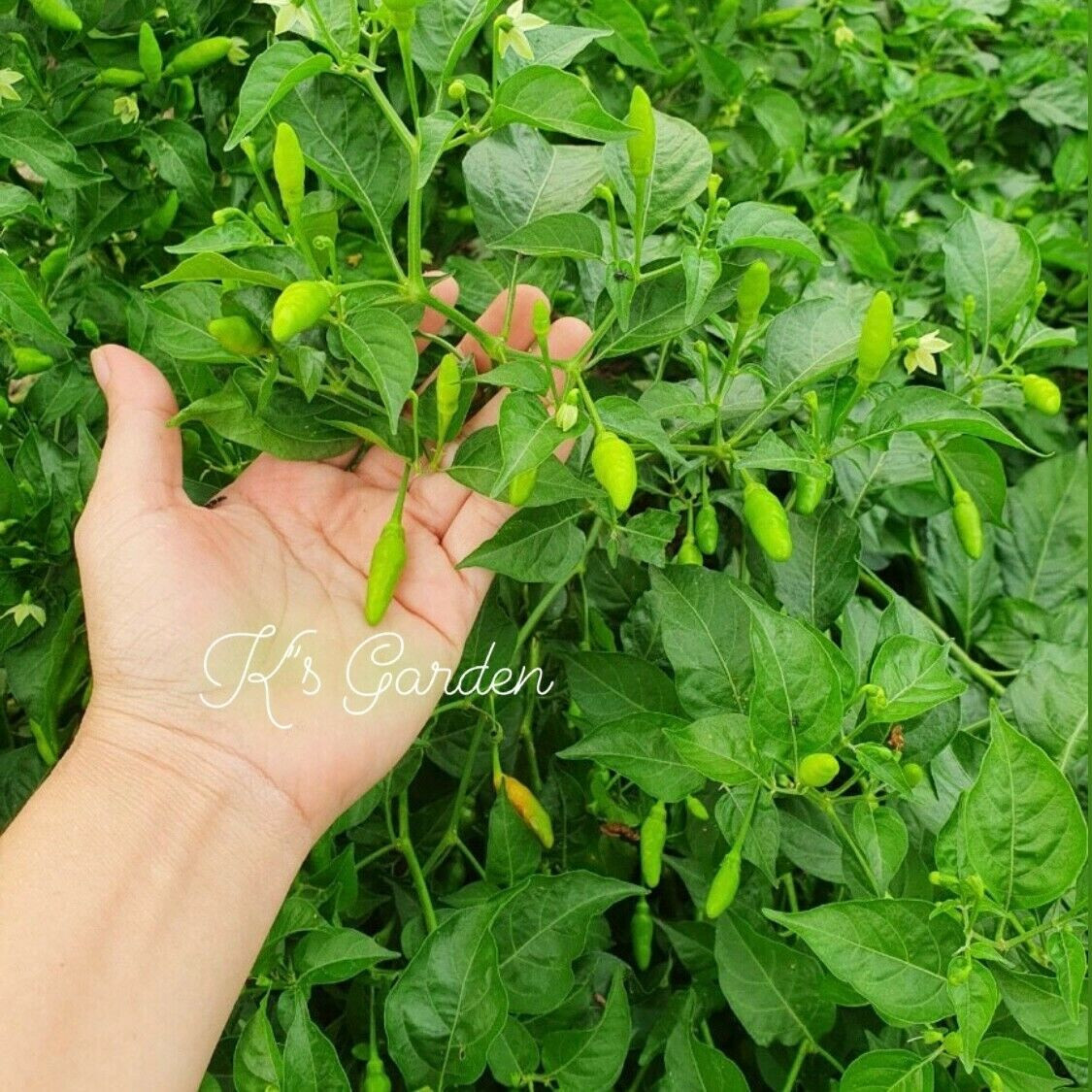 BIRD’S EYE CHILI SEEDS, ỚT XIÊM RỪNG | High Germination Rate (20 pcs)