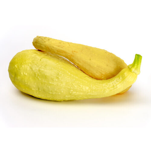 25+ Crookneck Squash Seeds for Garden Planting – USA – FREE SHIPPING!
