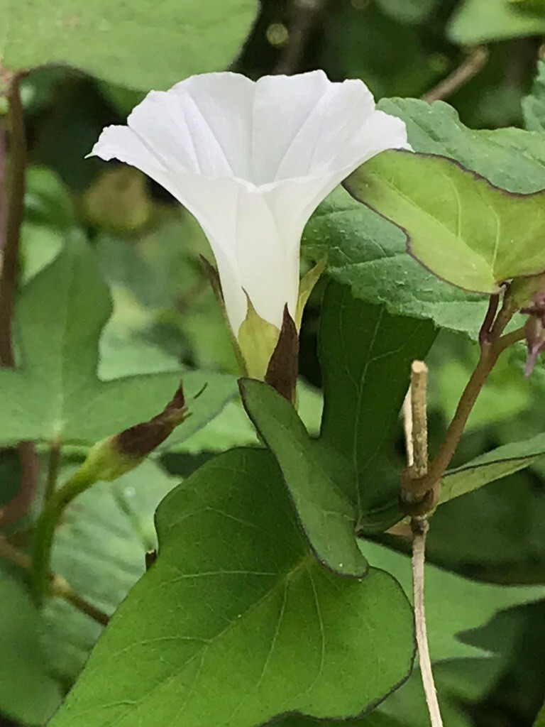 50+ Whitestar Morning Glory-Ipomoea Lacunosa Seeds