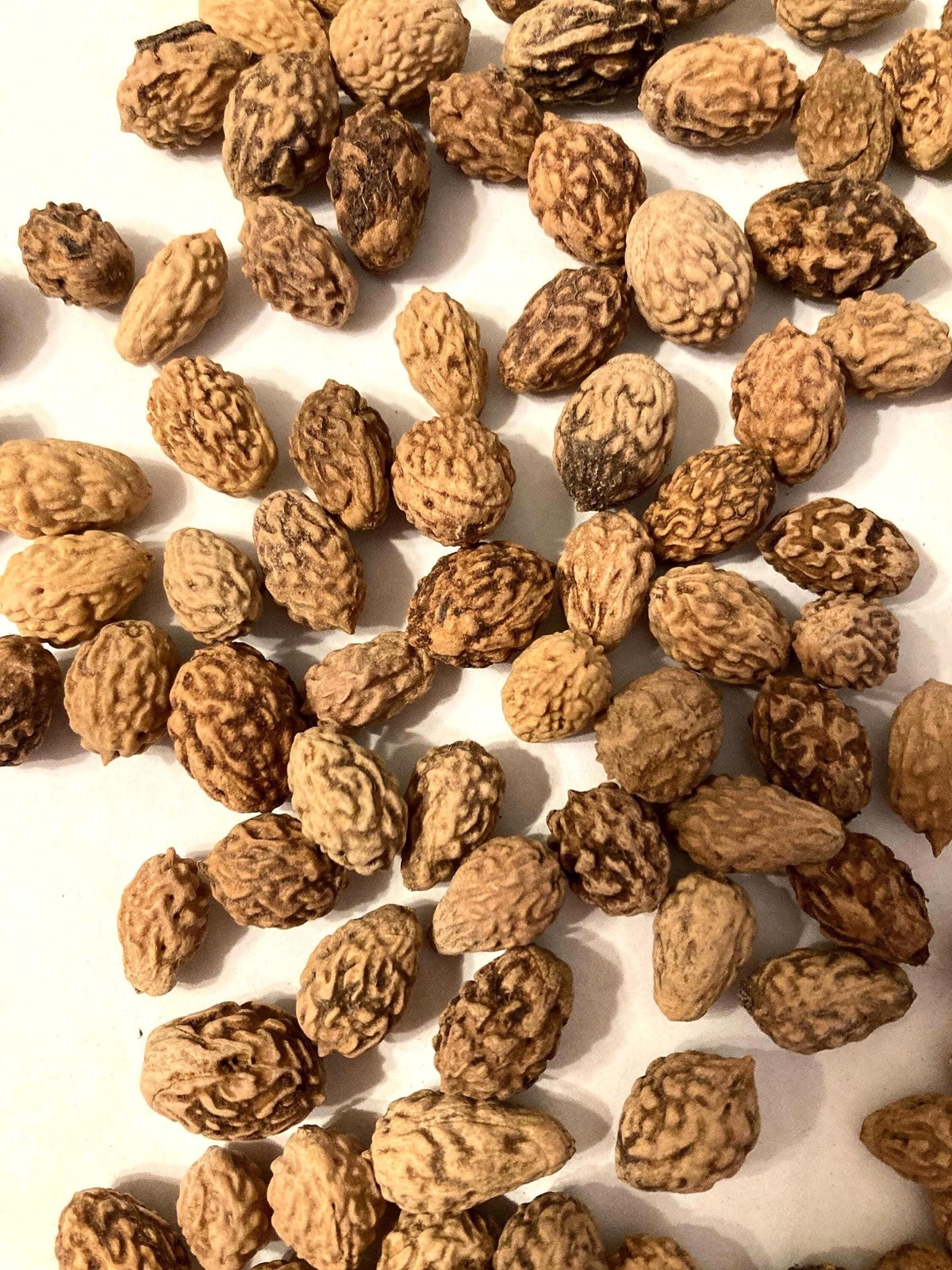 Jujube Tree Seeds ZIZIPHUS JUJUBA Chinese Date Tsao Garden Shrub Seeds