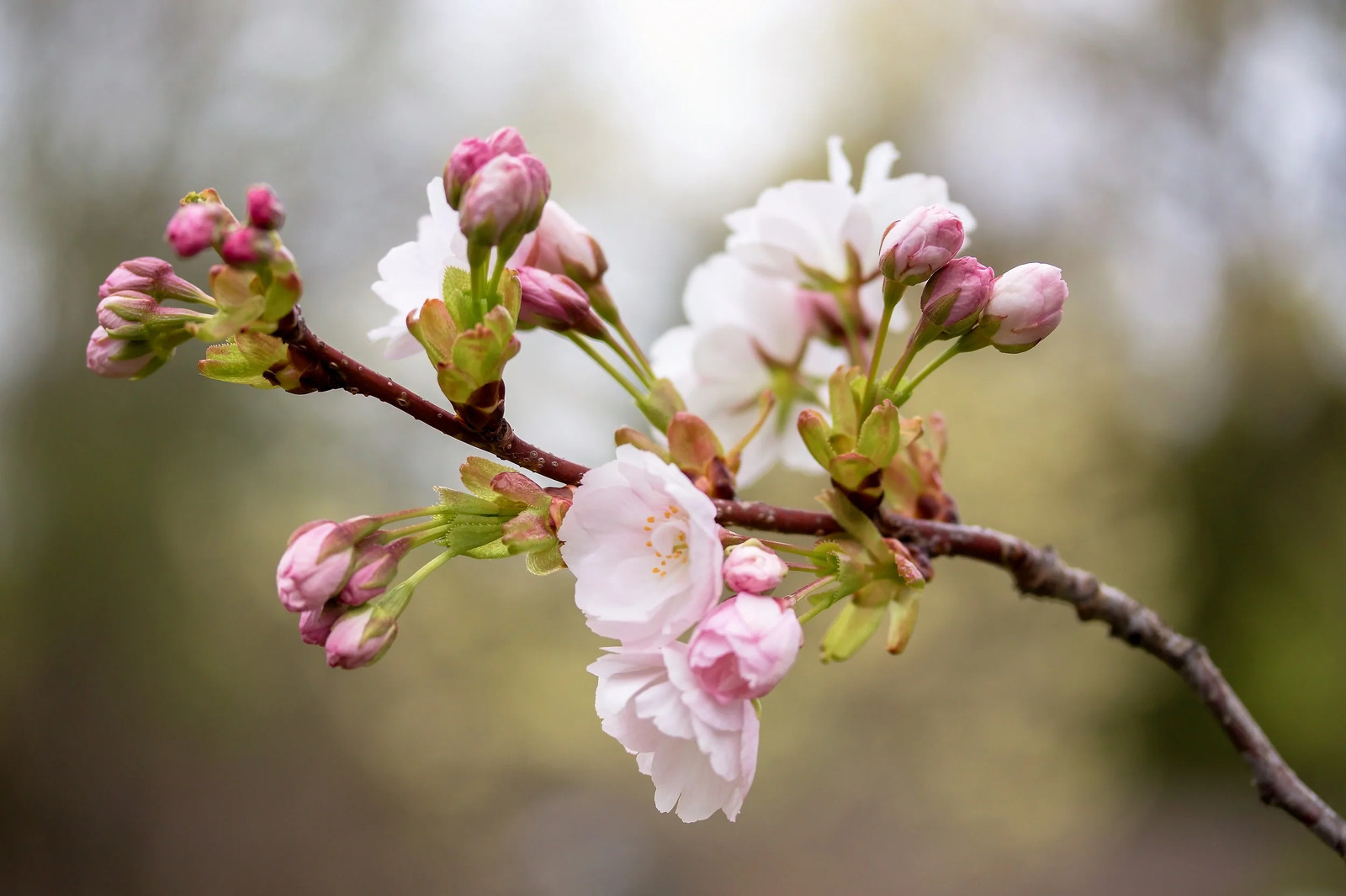 10 Japanese MOUNTAIN CHERRY Prunus Serrulata Spontanea Pink Flower Fruit Seeds
