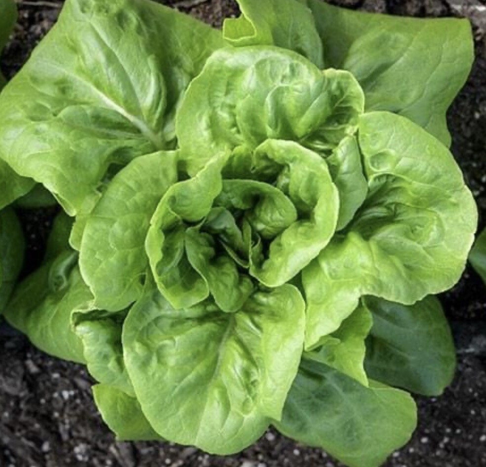 Buttercrunch Butterhead Lettuce Seeds | Heirloom | Organic
