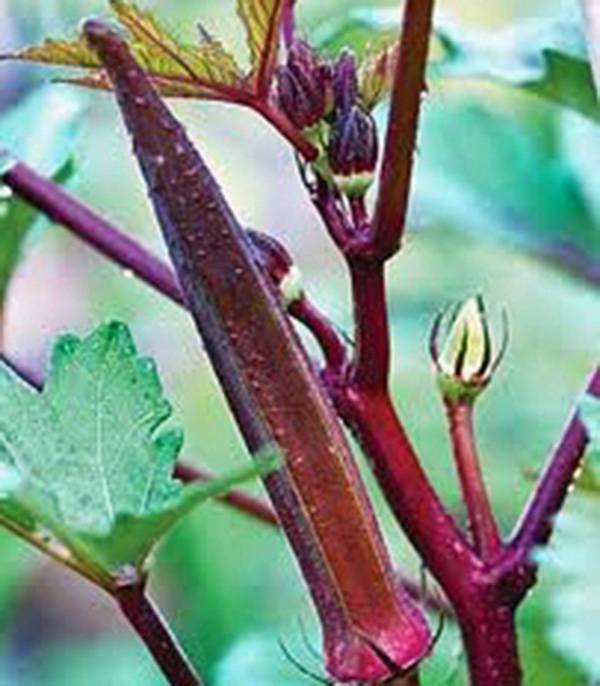 OKRA SEED, RED BURGANDY, HEIRLOOM, NON GMO, 100 SEEDS, GARDEN OKRA SEED