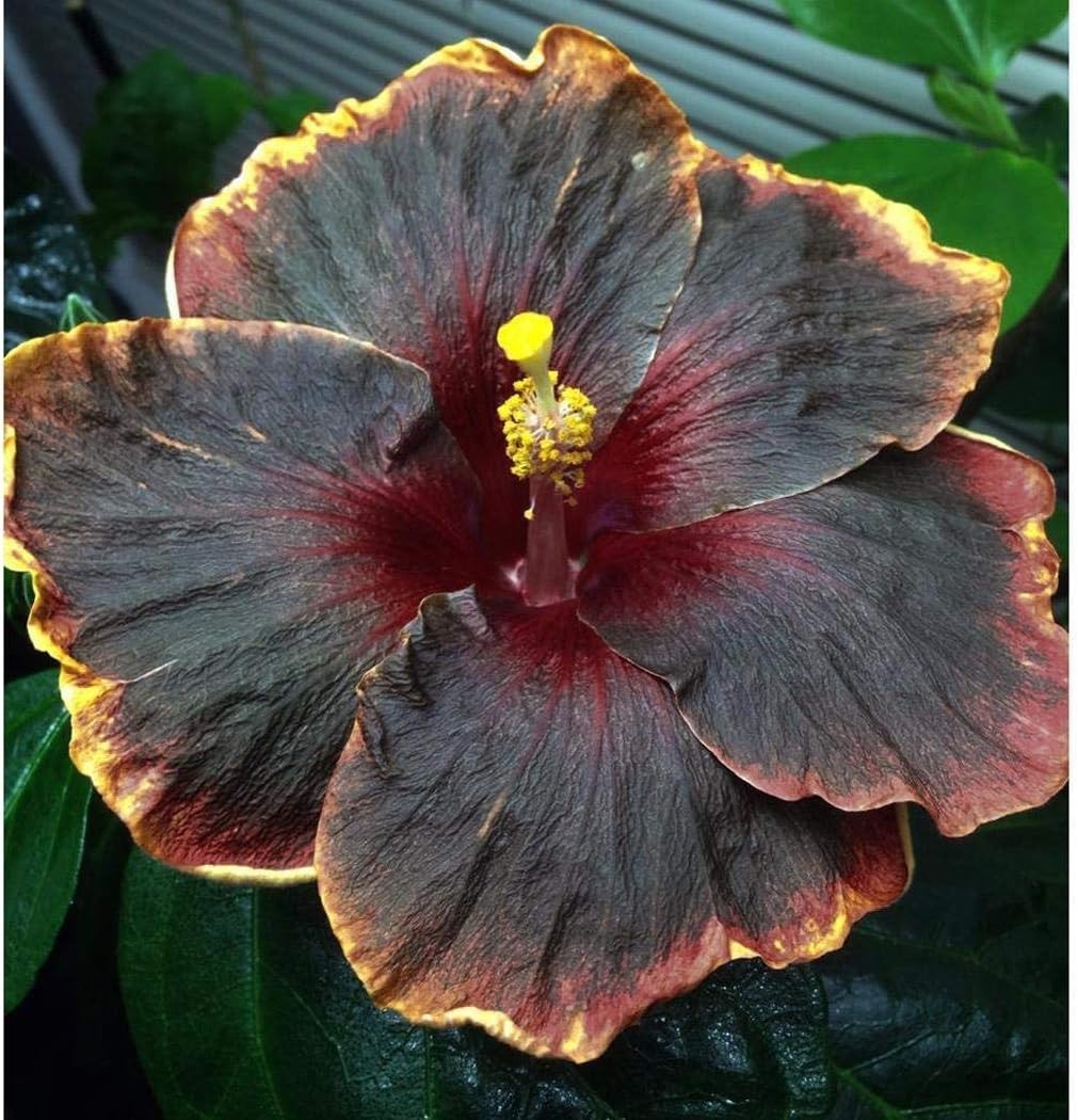 Cultivate Beauty: 20PCS Tropical Hibiscus Seeds for Culinary & Garden Use