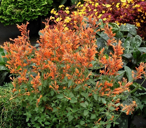 50+ AGASTACHE ARIZONA SUNSET FLOWER SEEDS / PERENNIAL / LONG LASTING