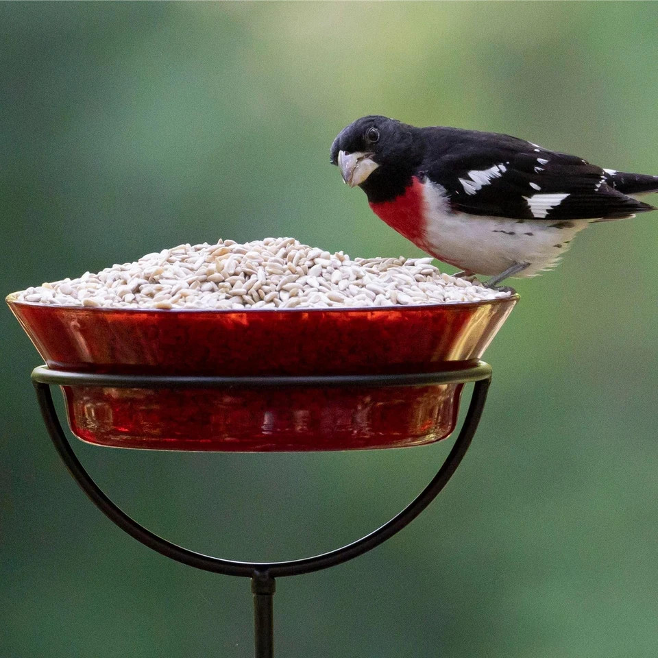 Sunflower Hearts Bird Food – No Mess Seeds for Wild Birds, 5 lbs