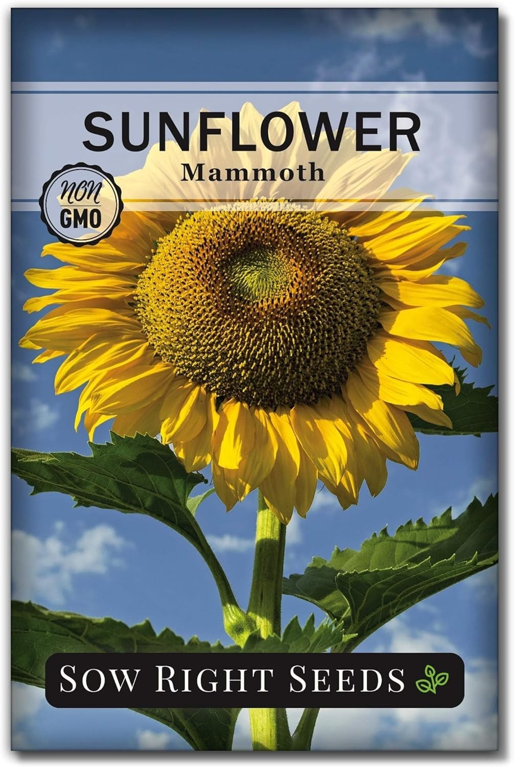 Mammoth Sunflower Seeds: Grow Giant 8-12 Ft Blooms – Non-GMO Heirloom Pack