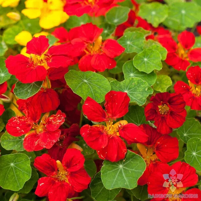 50+ Globe of Fire Nasturtium Seeds for Garden Planting – USA – FAST SHIPPING!