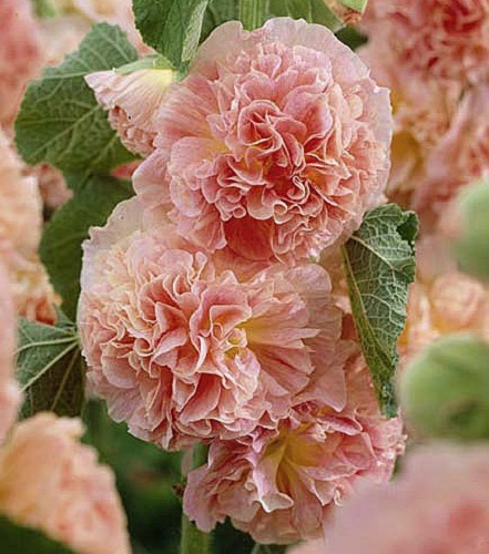 30+ SALMON GIANT DANISH DOUBLE HOLLYHOCK FLOWER SEEDS / PERENNIAL