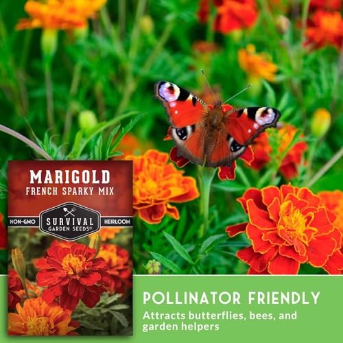 French Sparky Marigold Seeds for Planting – Grow Red & Orange Patula Flowers 2