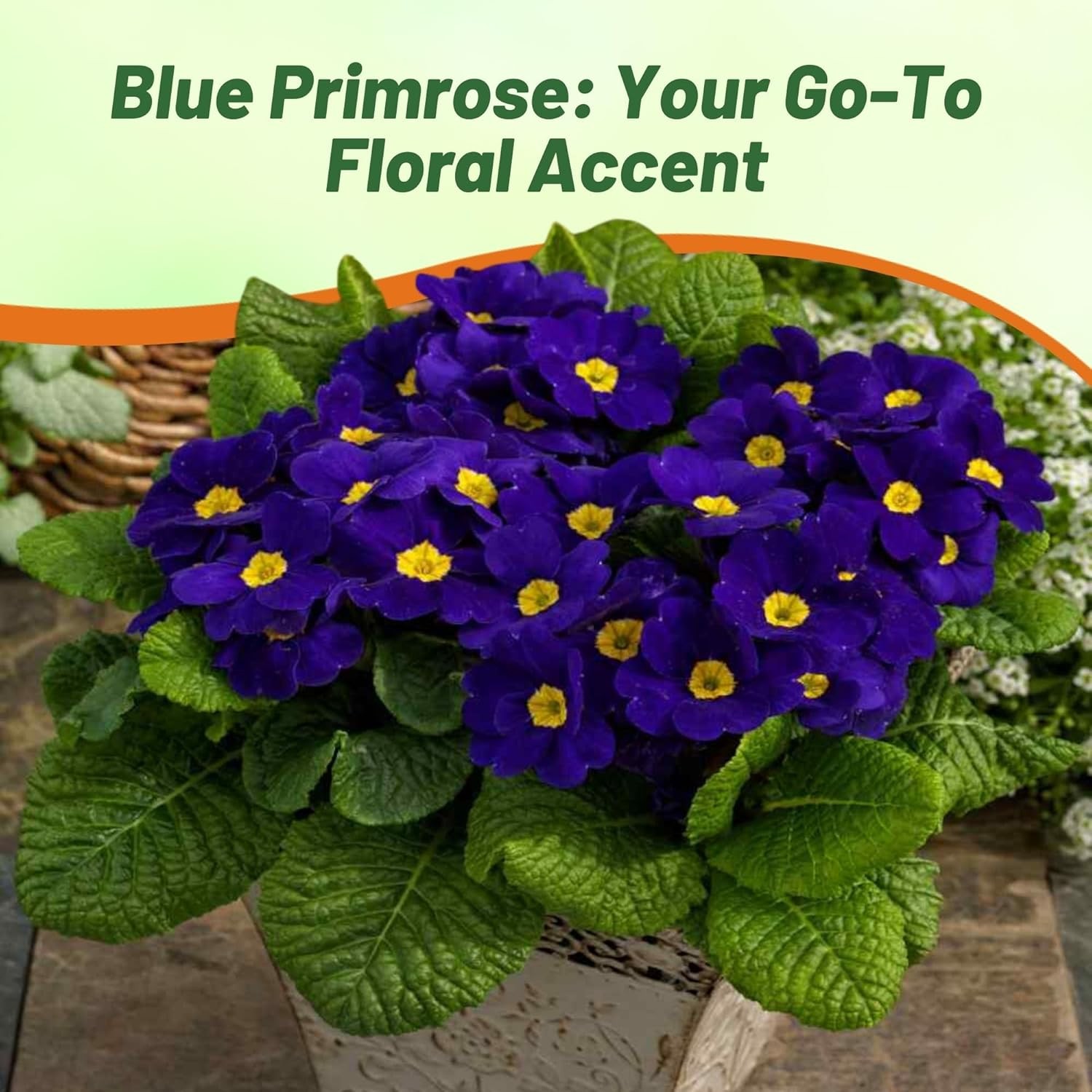 200 Seeds Primrose Seeds – Primula Acaulis Blue Common Primrose Flower Seed