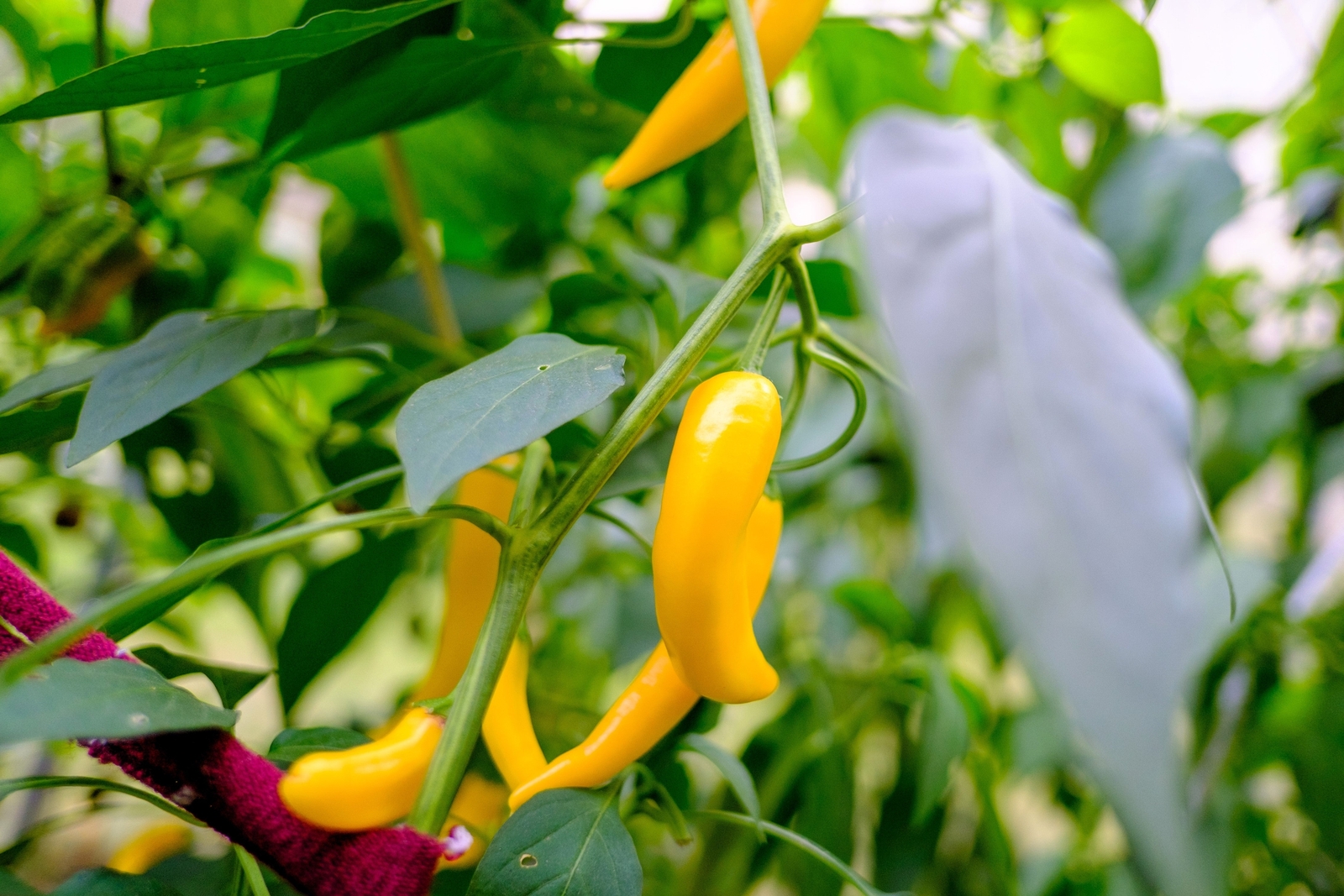 50 GOLDEN CAYENNE PEPPER Yellow Capsicum Annuum Vegetable Seeds
