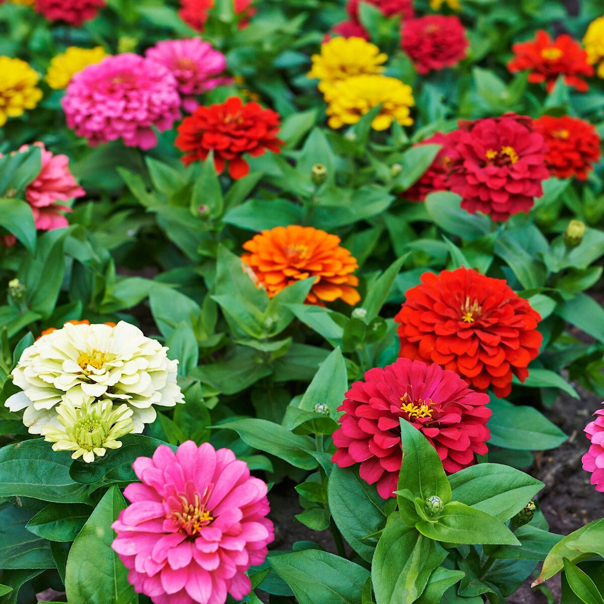 1/4 Lb Pumila Mixed Zinnia Wildflower Seeds – Everwilde Farms Mylar Seed Packet