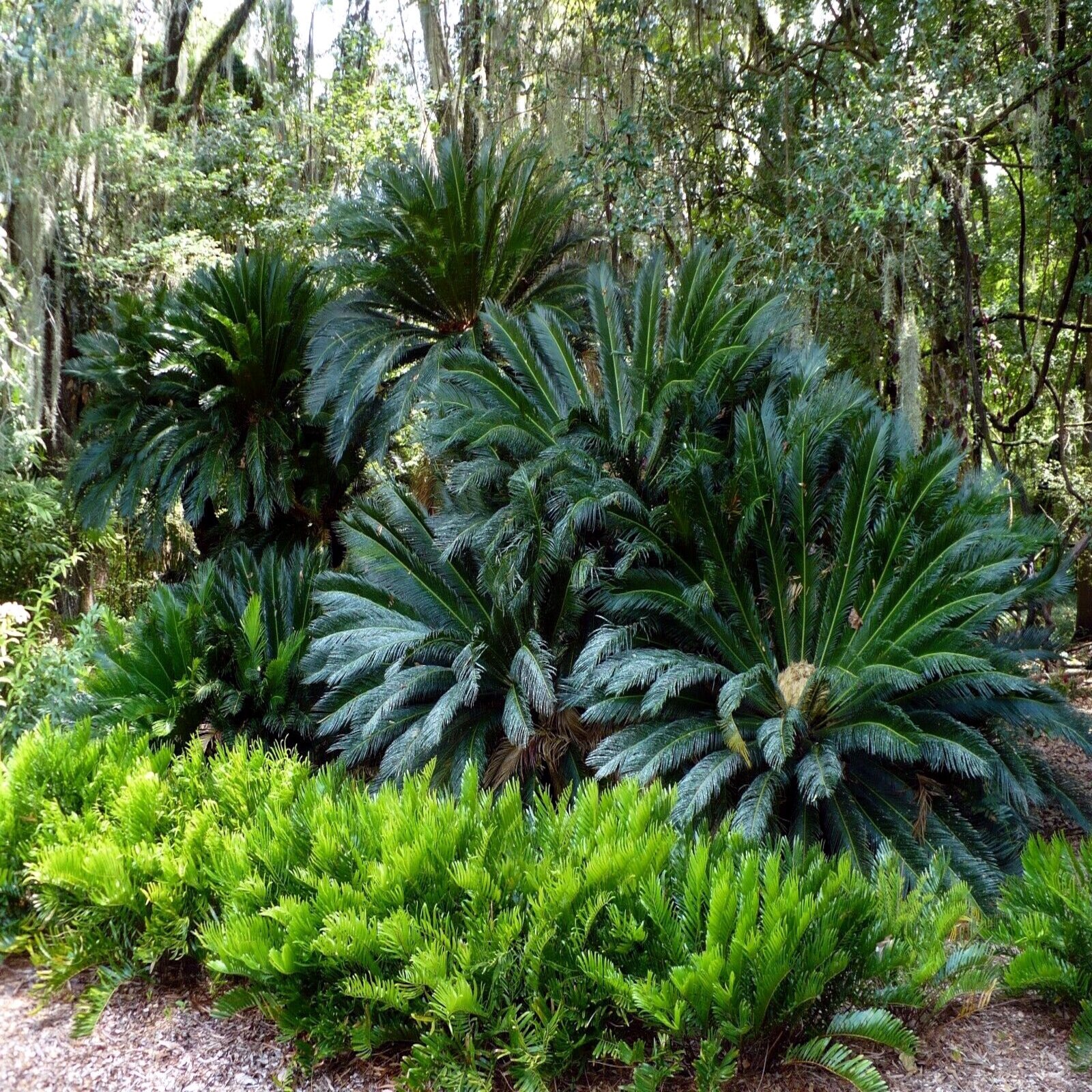 10 King Sago Palm Seeds (Cycas Revoluta) Rare Tropical Prehistoric Cycad Hardy-8