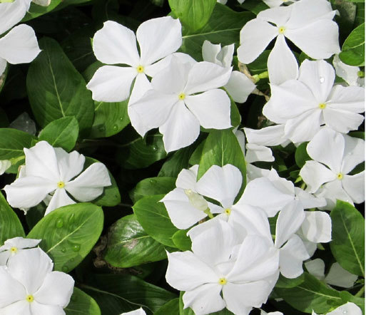 PERIWINKLE DWARF WHITE LITTLE BLANCHE Catharanthus Roseus – 250 Bulk Seeds