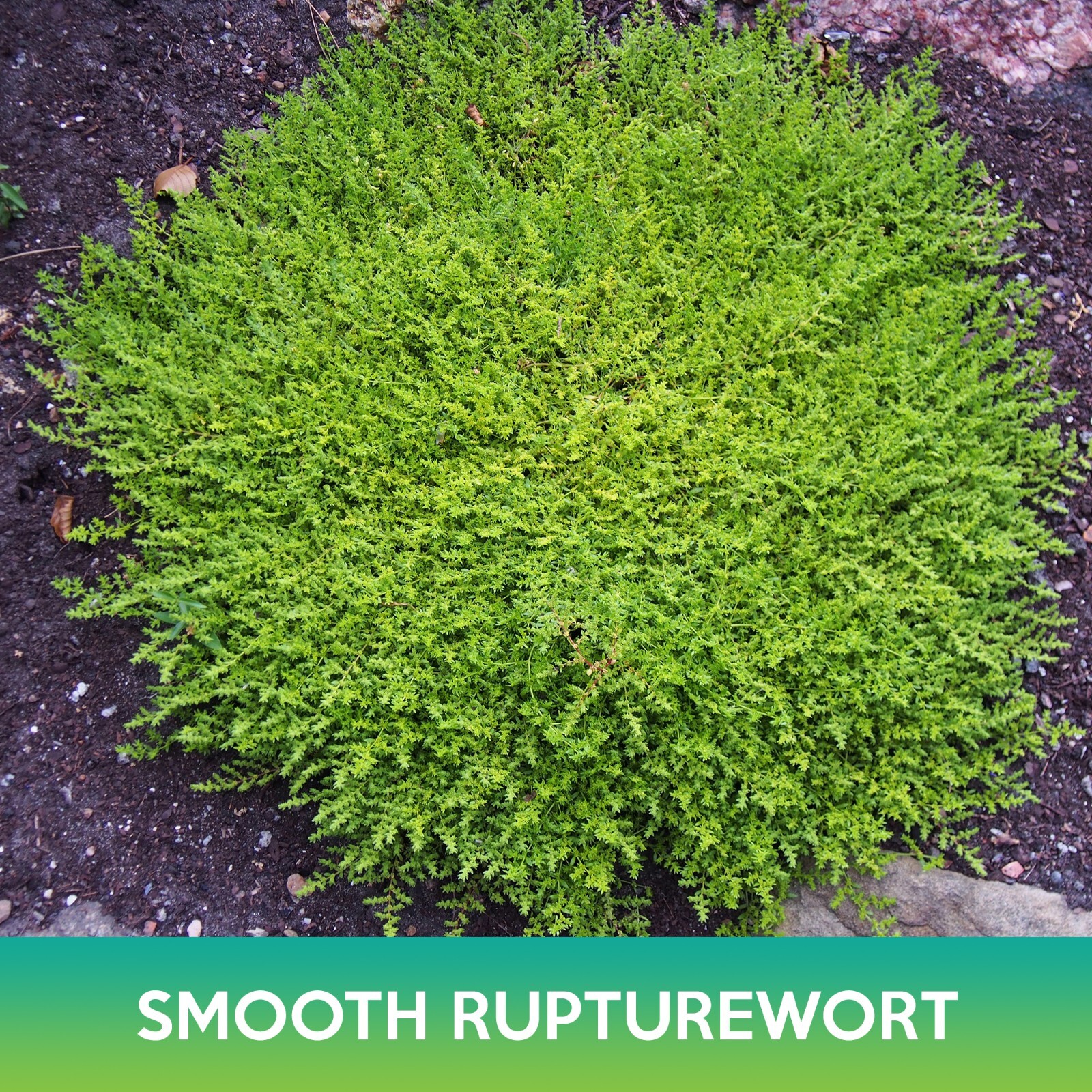 Smooth Rupturewort Groundcover Seeds, Green Carpet, Herniaria Glabra