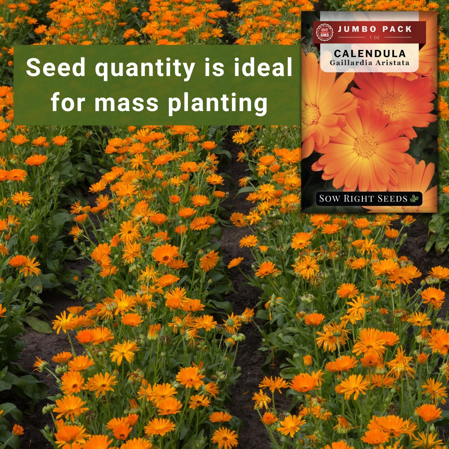 – Bulk Ball’s Orange Calendula Seeds for Planting – 1 Ounce, 2800 Seeds – Non-GM