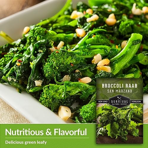 San Marzano Raab Broccoli Rabe Seeds for Planting – Italian Heirloom Rapini 1