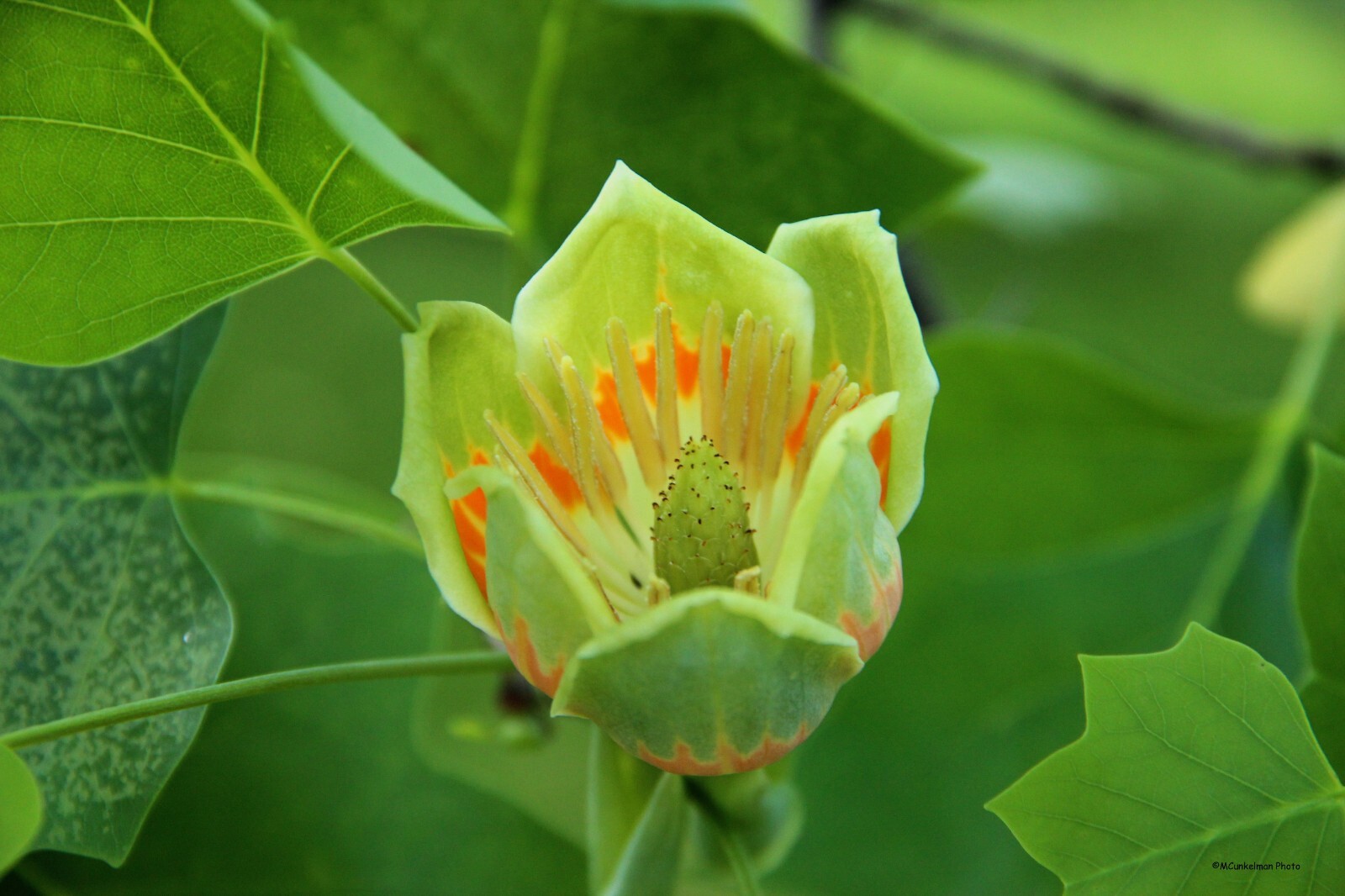 Tulip Poplar Seeds