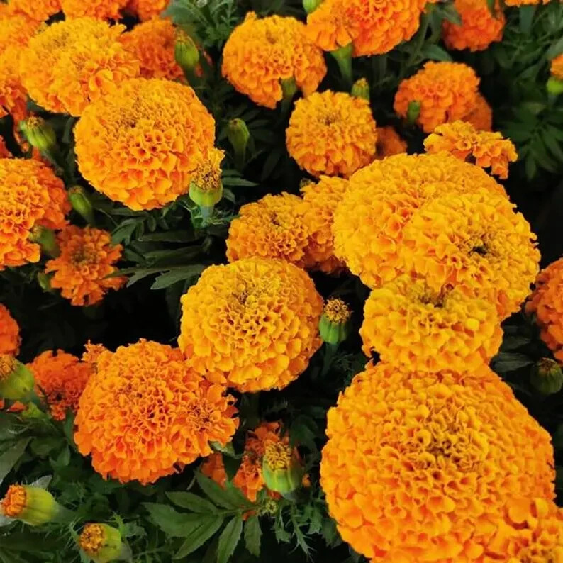 200 Orange Inca Marigold Seeds. USA Seeds. Organic. Ships free