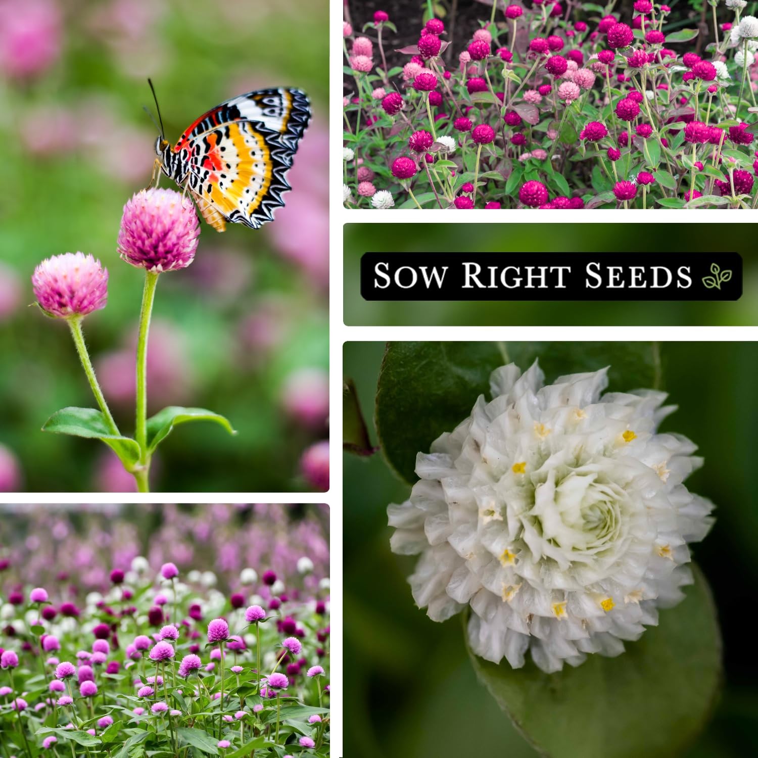 – Tall Mixed Globe Amaranth Seeds for Planting – Non-GMO Heirloom Packet with…