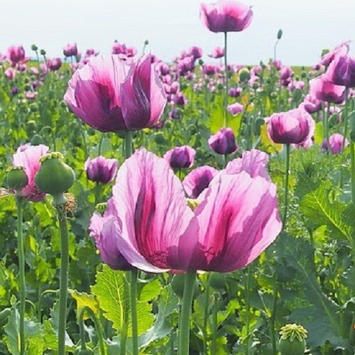 Hungarian Poppy Seeds For Planting 10,000 Imported Stratified P Somniferum Seeds