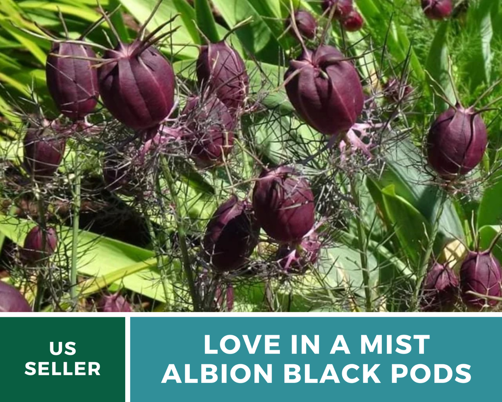 Love in a Mist, Albion Black Pods – 100 Seeds (Nigella Damascena)