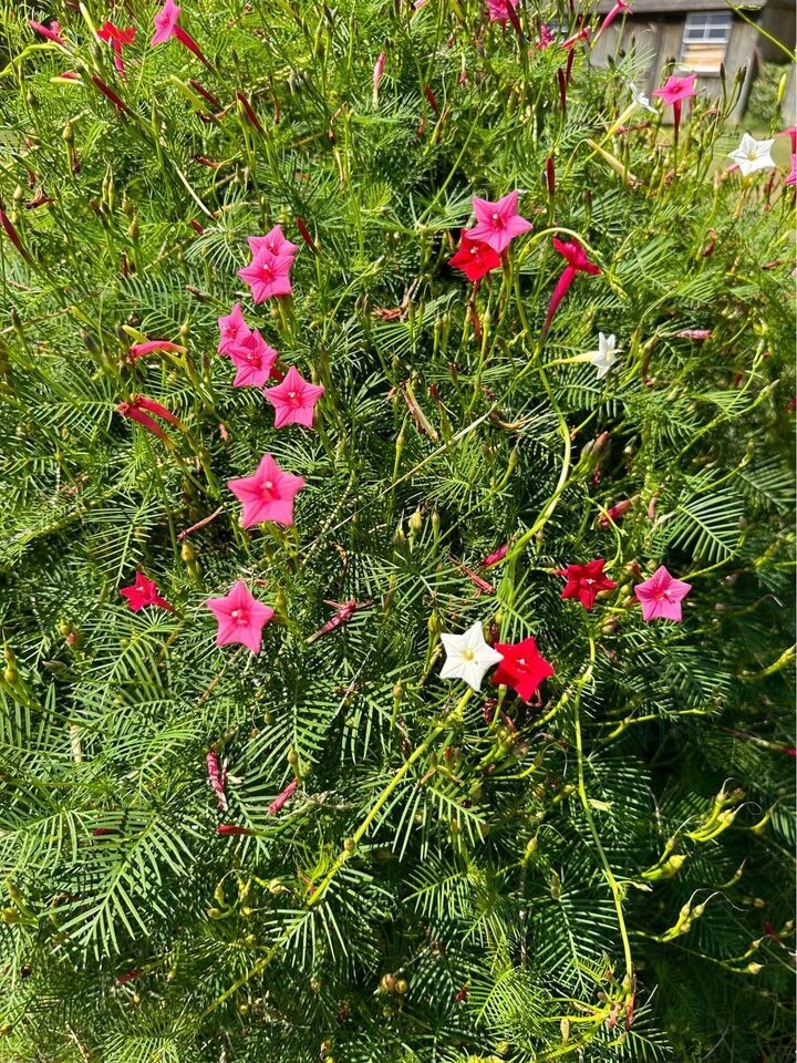 Organic Cypress Vine Flower Seeds – Annual Variety