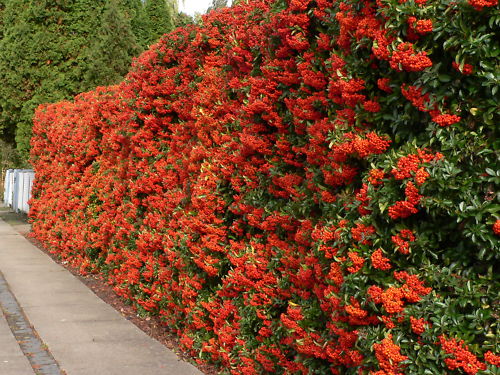 Scarlet Firethorn, Pyracantha coccinea, Shrub Seeds (Fast, Showy, Hedge)