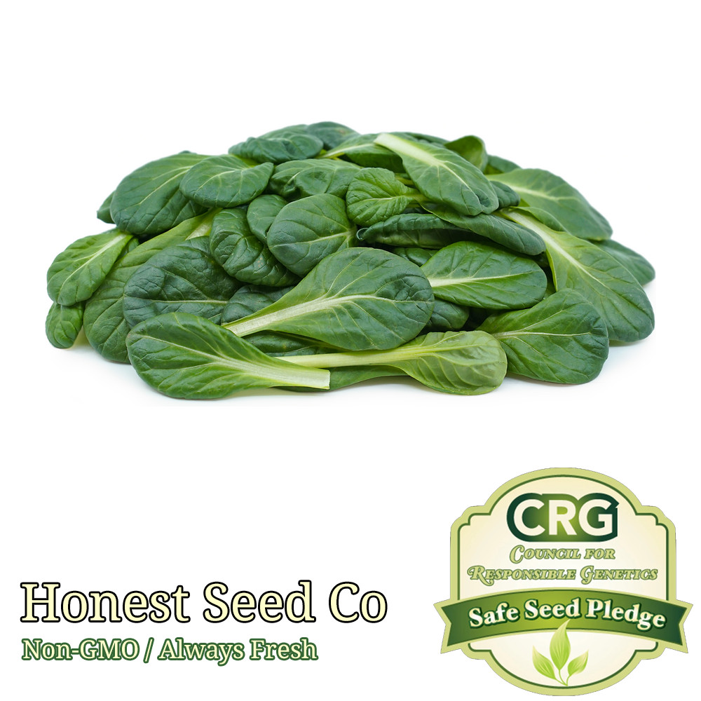 Tatsoi Chinese Mustard Seeds | Non-GMO