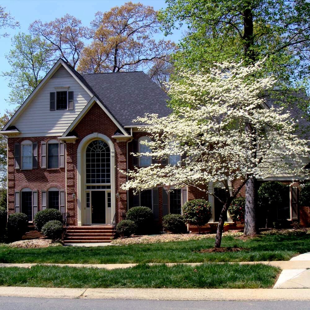 White American Flowering Dogwood Tree Seeds (Cornus florida) Fall Color, Hardy-5