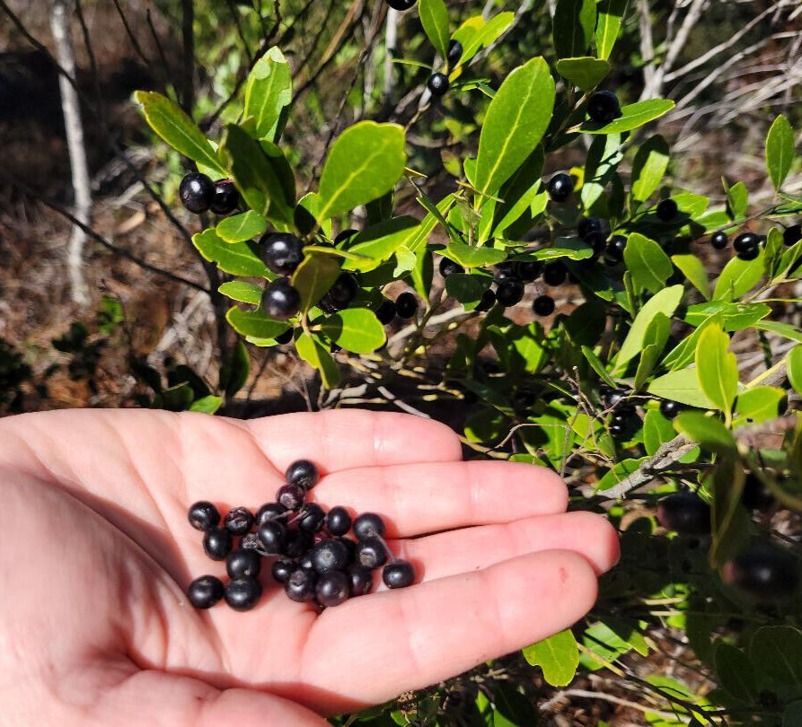 Inkberry | 25 Seeds | Ilex Glabra | Florida Native | Evergreen Shrub | Wild