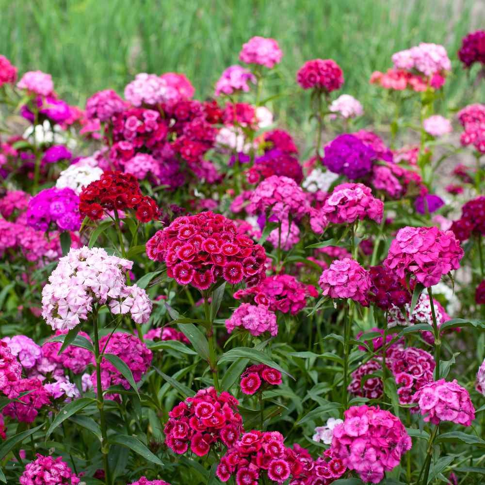 1 LB Dianthus Sweet William Seed Mix For Planting | Xeriscape Landscaping
