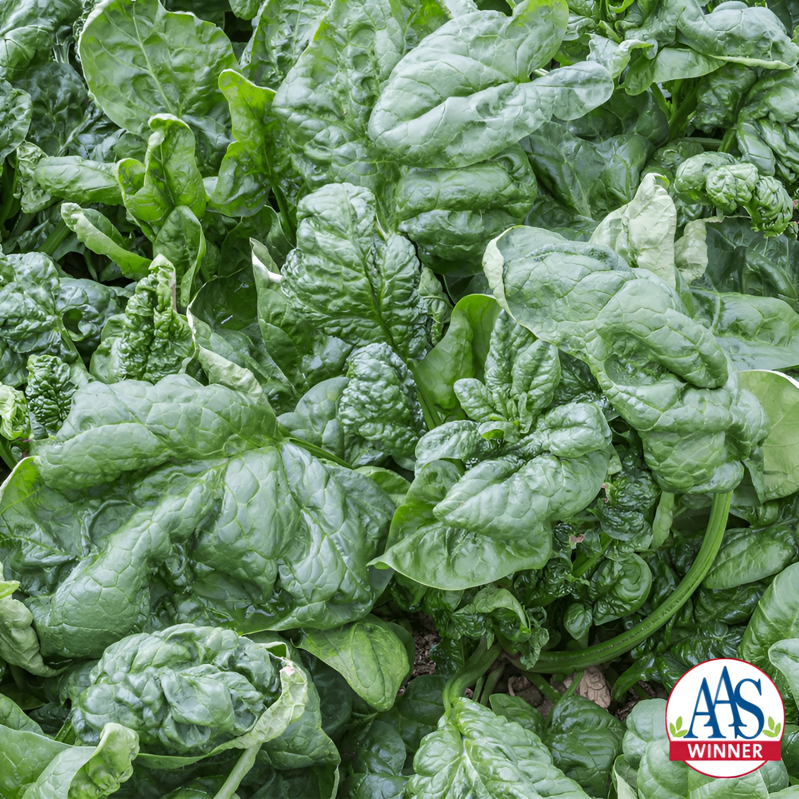 400ct Heirloom Giant Nobel Spinach Seeds – AAS Award Winner – Huge & Flavorful