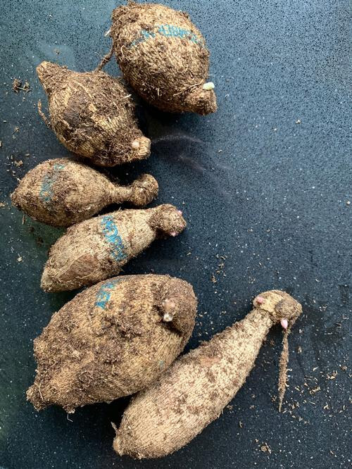 Three Mixed Cactus Dahlia tubers bulbs