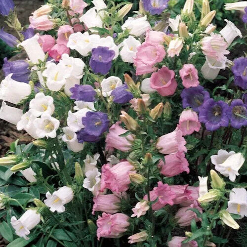 Campanula medium, Canterbury bells mix, bellflower 50 seeds
