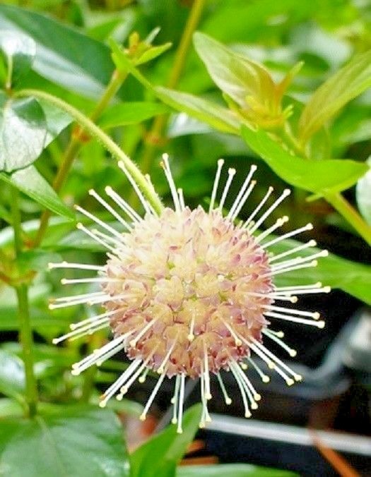 30 SPUTNIK BUTTONBUSH SEEDS – Cephalanthus occidentalis ‘Sputnik’