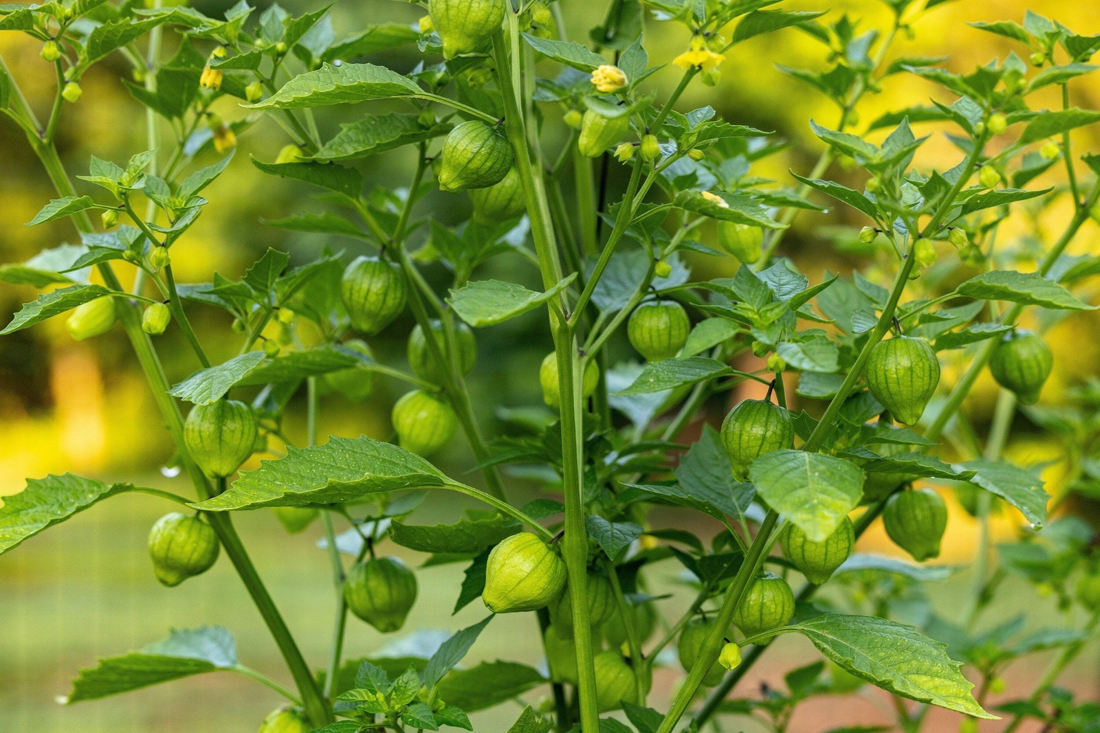 200 GRANDE Rio VERDE TOMATILLO Green Physalis Ixoxcarpa Vegetable Seeds