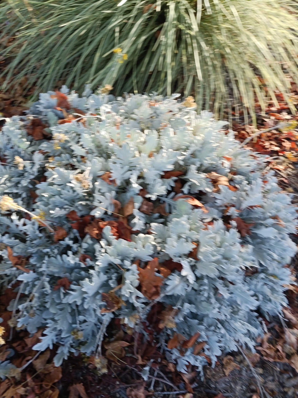 DUSTY MILLER SEEDS, 30 Seeds, Centaurea ragusina, Silver Foliage