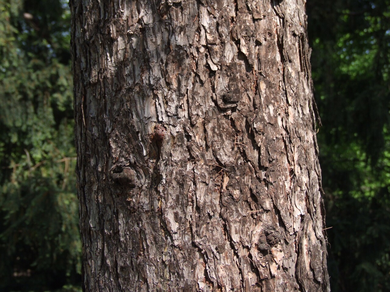 Siberian Larch (Larix sibirica), 40 seeds