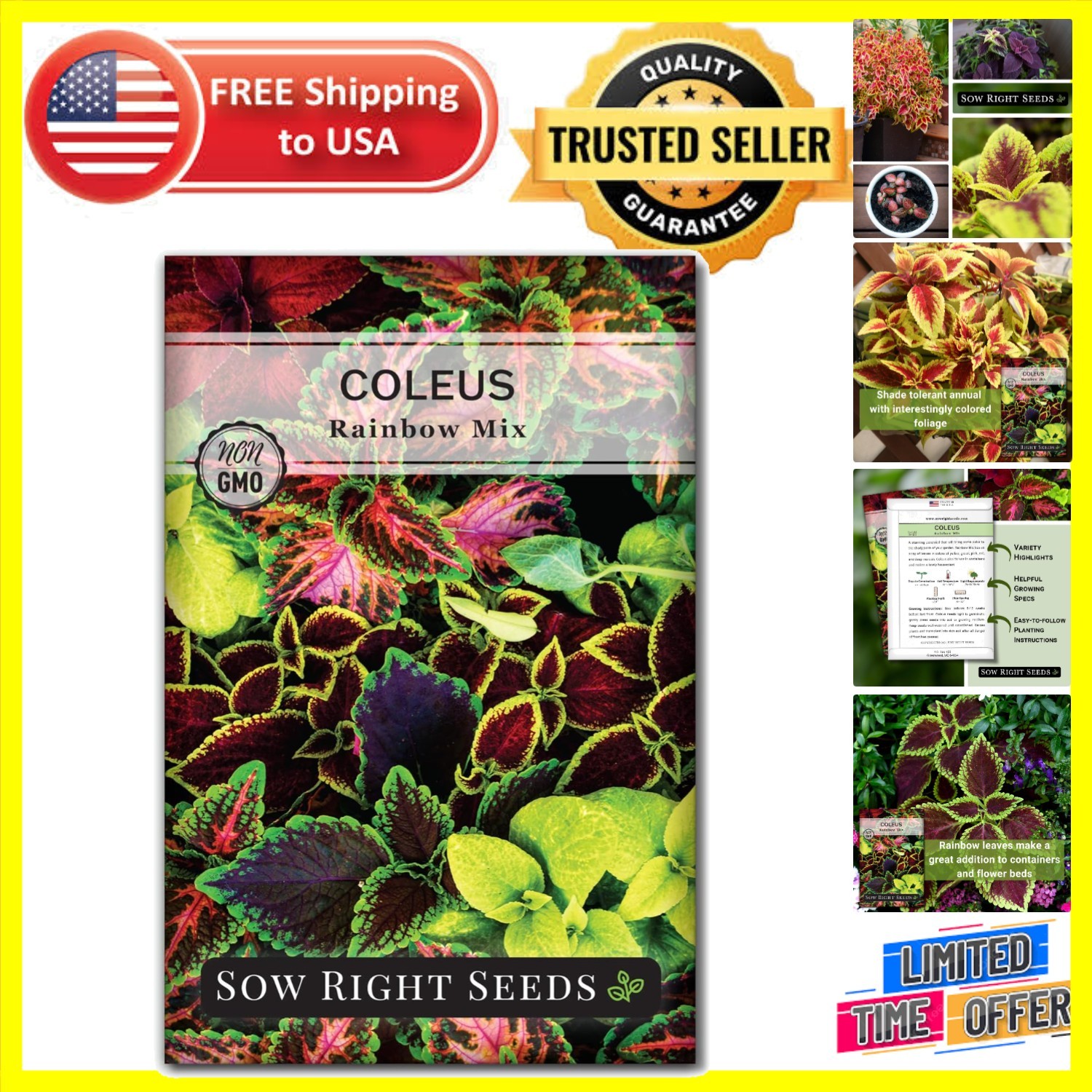 High Germination Coleus Rainbow Seeds – Vibrant Indoor/Outdoor Garden Colors