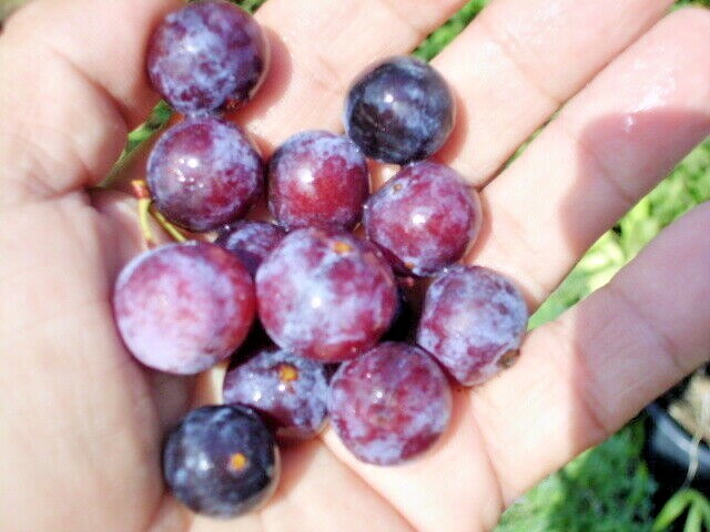 10 BEACH PLUM SEEDS – Prunus maritima