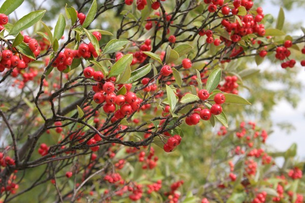 Aronia arbutifolia RED CHOKEBERRY Seeds!