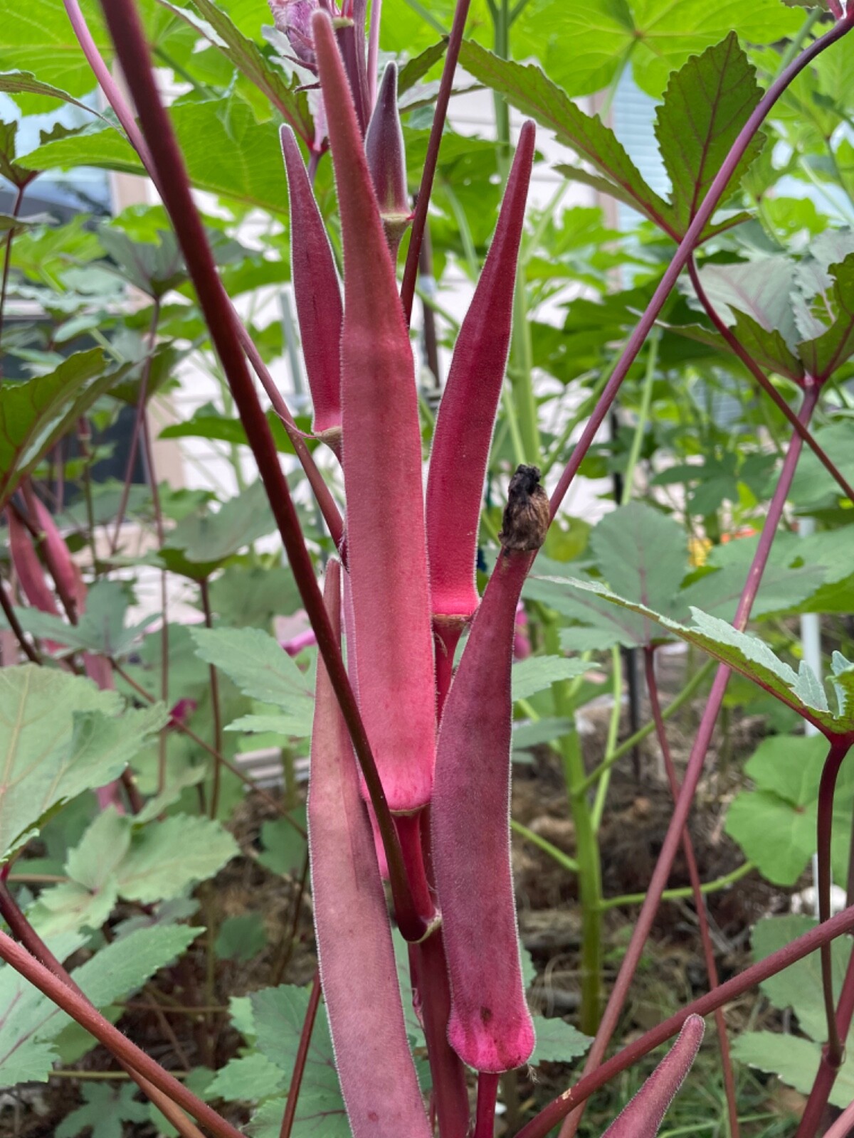 60+ Okinawa Pink Okra Seeds Open Pollinated No pesticides. Early and Prolific