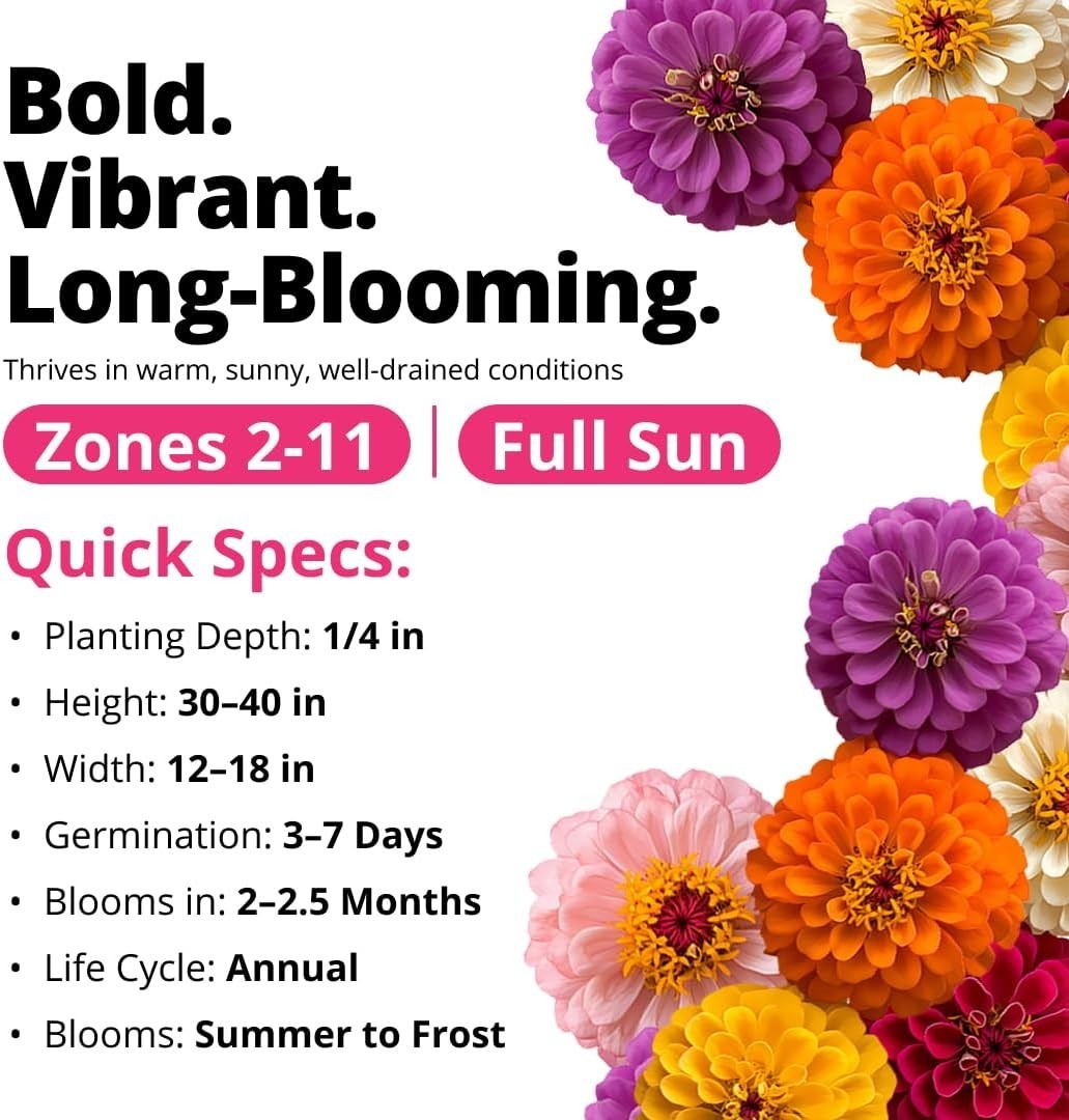 Vibrant 524 Zinnia Dahlia Seeds – Ideal for Borders, Containers & Eco Gardens