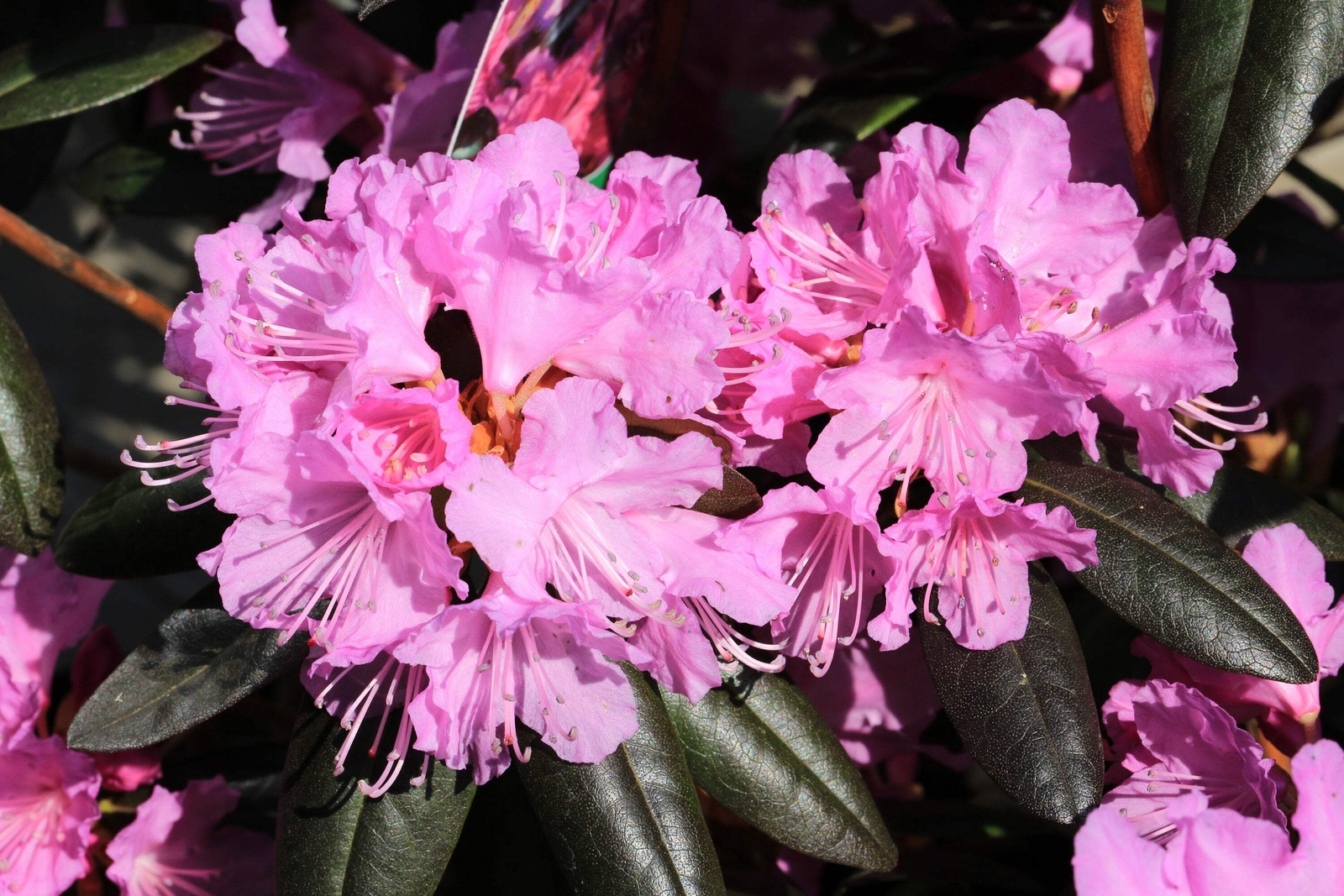 40 CAROLINA RHODODENDRON Carolinianum Dwarf Azalea Pink Purple Flower Shrub Seed