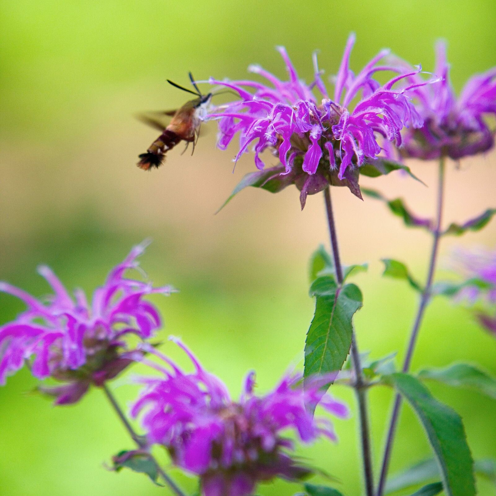 500 + Wild Bergamot Seeds / Bee Balm / Perennial/ Hummingbirds / Bees / Non-GMO