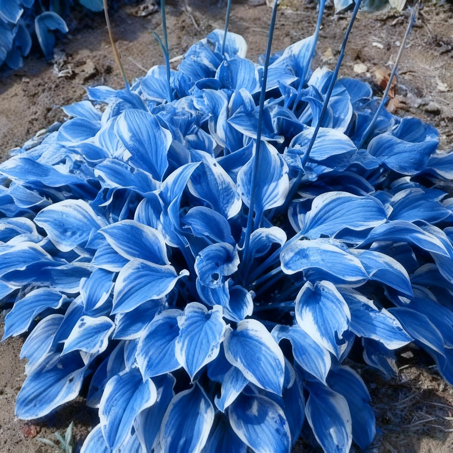 310 Blue Hosta Seeds for Planting – Perennial Shade Flower Heirloom Garden Plant